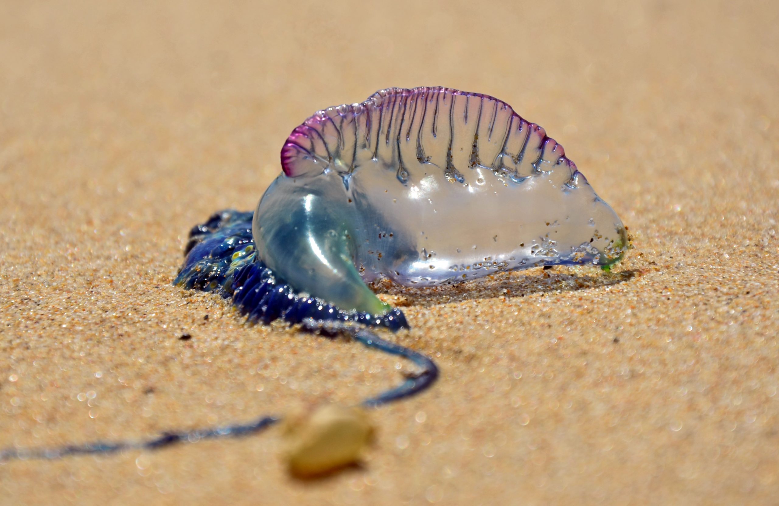 Man O' War Jellyfish Spotted In Northeast Florida - AskFlagler