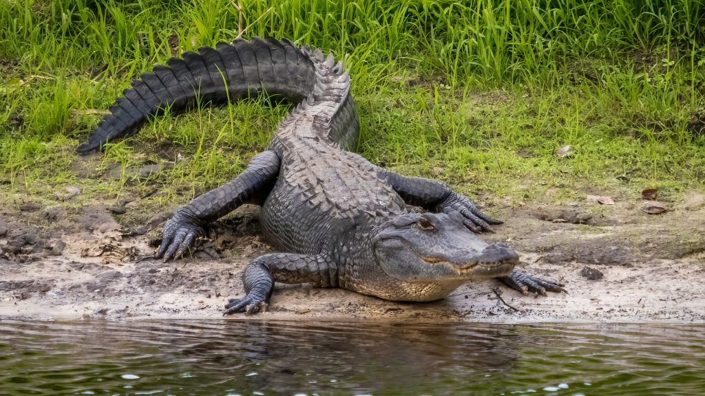 Alligator Hunting Season Underway in Florida - AskFlagler