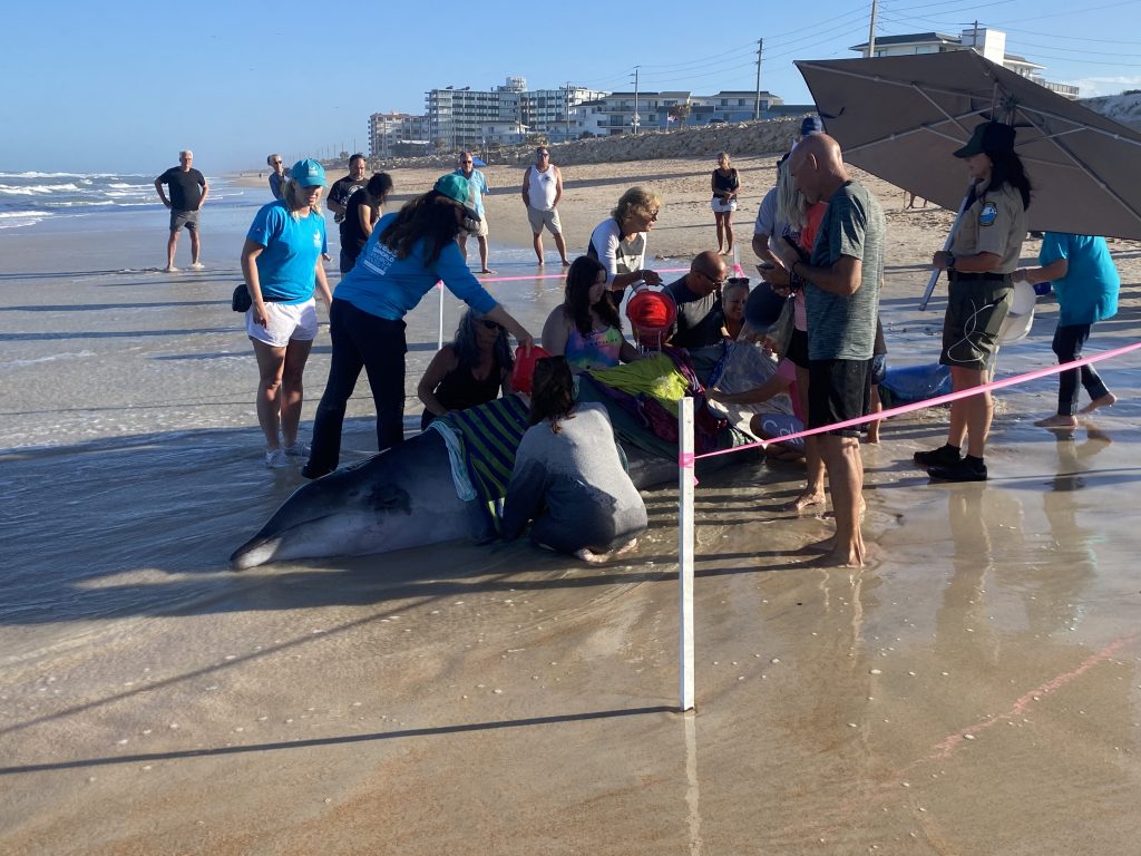 Rarely Seen Beaked Whale Beaches in Flagler Beach - AskFlagler