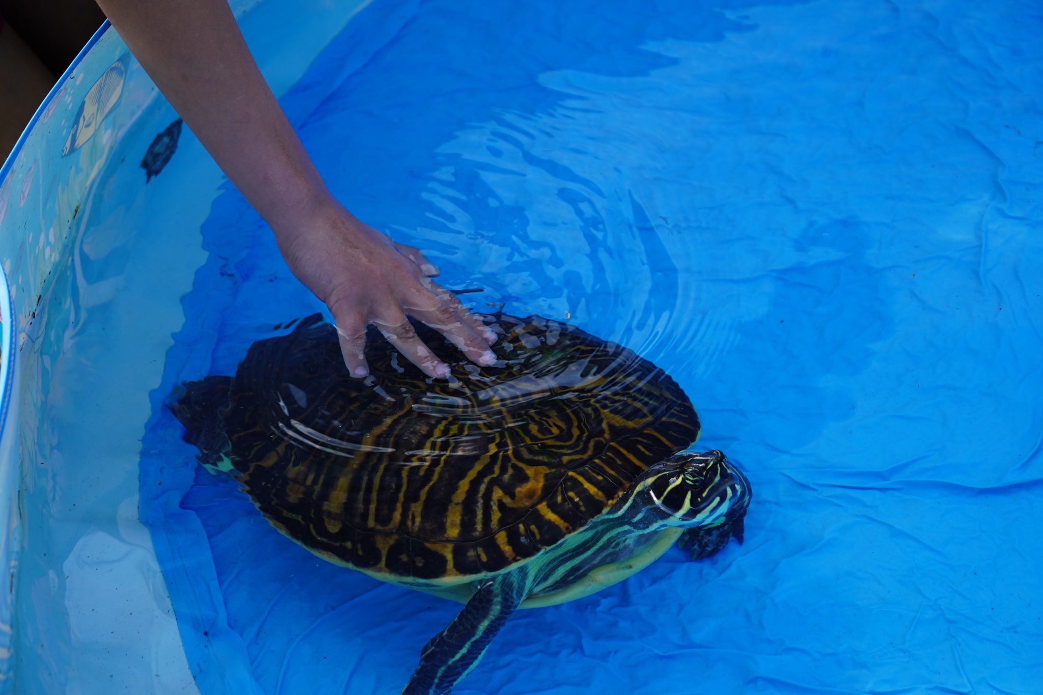 Gallery 15th Annual Turtle Fest in Flagler Beach AskFlagler