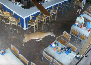 2 Deer Crash Through Tortuga’s in Flagler Beach