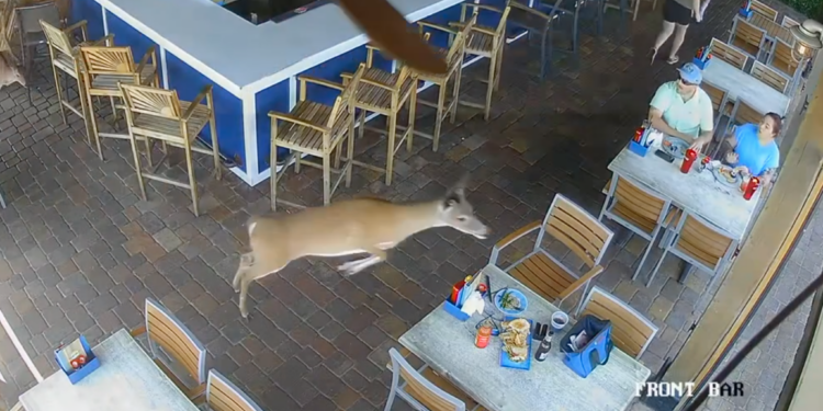 2 Deer Crash Through Tortuga’s in Flagler Beach