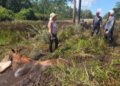 Flagler Firefighters Assist in Double-Horse Rescue