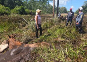 Flagler Firefighters Assist in Double-Horse Rescue