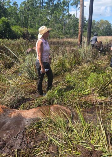 Flagler Firefighters Assist in Double-Horse Rescue