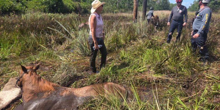 Flagler Firefighters Assist in Double-Horse Rescue